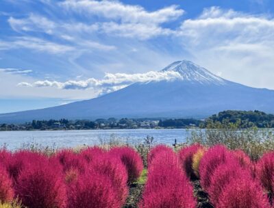 2022東京近郊楓葉、銀杏 6大推薦景點＆日本賞楓最佳時間