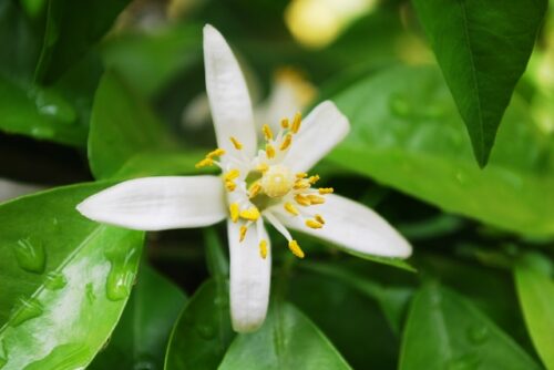 橙花精油的功效、配方、使用方法與禁忌